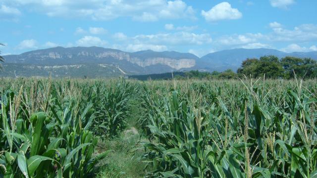 Valle de Tehuacan